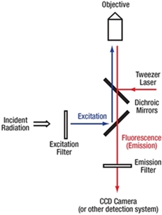 Fluorescence beam path